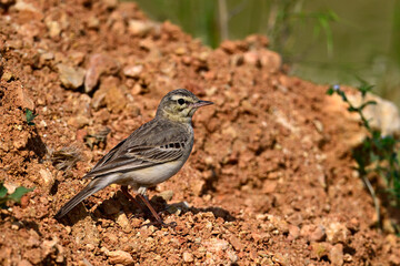 Tawny Pipit // Brachpieper (Anthus campestris) _ Danube Delta, Romania