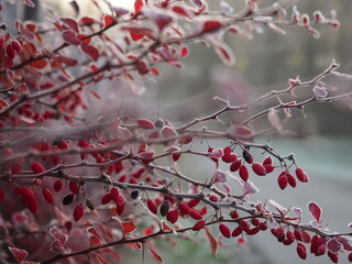 BARBERRY WINTER BRANCH FRUIT HOARFROST © LookLook