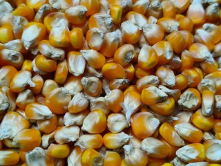 Close up shot of pile of fresh dried sweet corn seed.	
