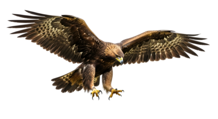 Golden eagle spreading its wings isolated on transparent background