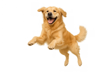 Golden retriever dog jumping mid-air with a happy expression on a transparent background, depicting joy and energy