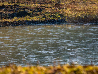 Zugefrorener Tümpel