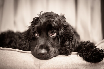 Black Cocker Spaniel lying on a couch, close-up portrait with soft warm lighting and sad expressive eyes. Emotional pet photography.