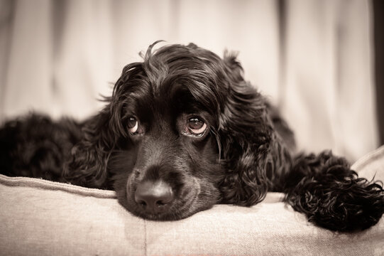 Black Cocker Spaniel lying on a couch, close-up portrait with soft warm lighting and sad expressive eyes. Emotional pet photography.