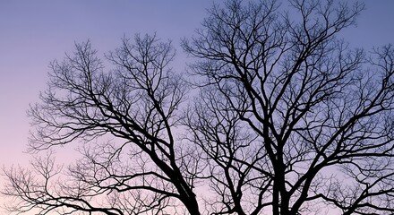 Bare Tree Branches Silhouette Against Twilight Sky Keywords: tree, silhouette, branches, sky