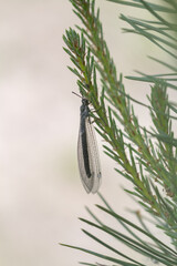 Mrówkolew dorosły na gałązce sosny, delikatny owad o długich skrzydłach w lesie. © Henryk Guziak