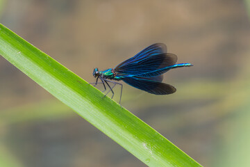 Świtezianka błyszcząca na zielonym źdźble nad wodą, niebieska ważka w letnim krajobrazie. © Henryk Guziak