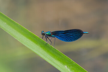 Świtezianka błyszcząca na zielonym źdźble nad wodą, niebieska ważka w letnim krajobrazie. © Henryk Guziak