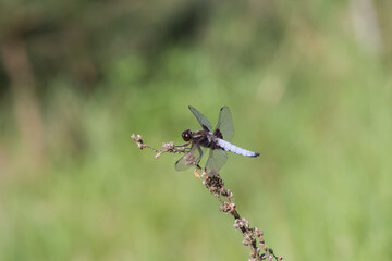 Ważka płaskobrzucha samiec na suchej łodydze, niebieski odwłok na zielonym tle łąki.