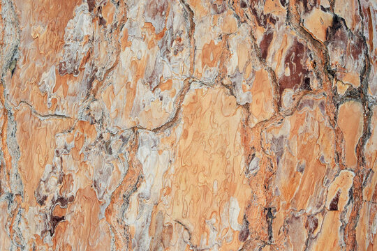 Beautiful background made from a piece of piña pine bark - Powered by Adobe