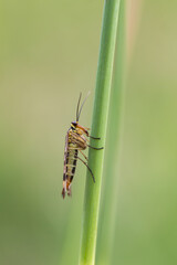 Naklejka premium Wojsiłka pospolita wspinająca się po zielonym źdźble trawy, smukły owad na łące.
