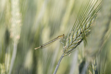 Smukła ważka siedząca na kłosie zboża, owad ukryty w zielonym polu. © Henryk Guziak