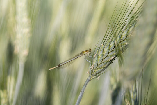 Smukła ważka siedząca na kłosie zboża, owad ukryty w zielonym polu.