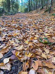Autumn forest pathway covered in colorful fallen leaves