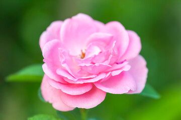 close-up of a soft pink, fully open rose bloom with layers of delicate petals.  brightly blurred natural green background. Captures romance, beauty, and the freshness of a summer garden.