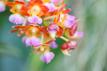 A close-up of a vibrant Foxtail Rhynchostylis orchid spike, featuring numerous small blooms in a striking gradient of orange, yellow, and soft pink lavender. a blurred green background.