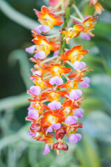 A close-up of a vibrant Foxtail Rhynchostylis orchid spike, featuring numerous small blooms in a striking gradient of orange, yellow, and soft pink lavender. a blurred green background.
