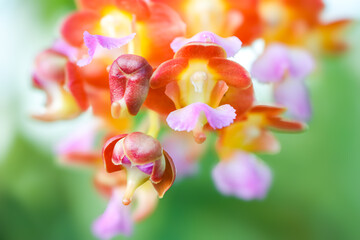 A close-up of a vibrant Foxtail Rhynchostylis orchid spike, featuring numerous small blooms in a striking gradient of orange, yellow, and soft pink lavender. a blurred green background.