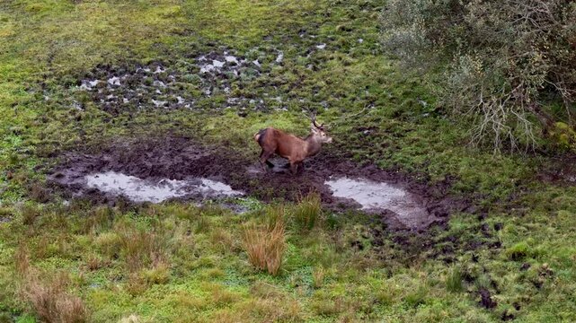 Red deer stag fraying tree during the rut in County Donegal, Ireland