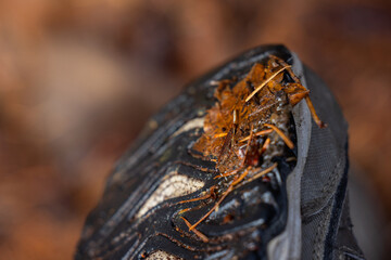 Shoe covered in dog poop and pine needles stuck to it in the forest.