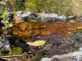 Autumn leaves floating on water in forest setting