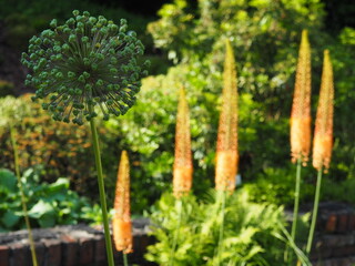 PLANTS GARDEN BLOSSOM SUMMER COUNTRY © LookLook