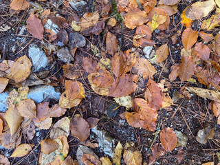 Autumn leaves scattered on forest floor for seasonal inspiration and nature design