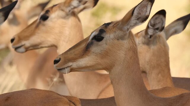 impala antelope, portrait 439
