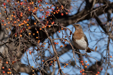 adult female Red-throated Trush (Turdus ruficollis) perching in a tree with red fruits, found near Ulaanbaatar in Mongolia
