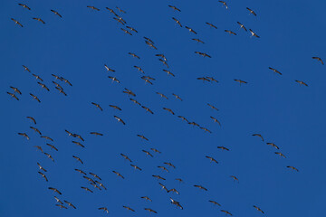 a huge circeling flock of common cranes (grus grus) in the blue sky, found near Ulaanbaatar in Mongolia