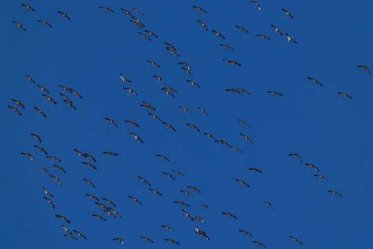 a huge circeling flock of common cranes (grus grus) in the blue sky, found near Ulaanbaatar in Mongolia