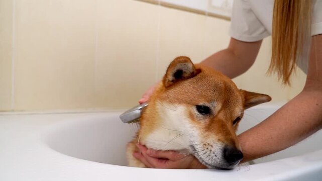 Dog in the shower after a walk
