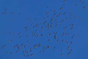 a huge circeling flock of common cranes (grus grus) in the blue sky, found near Ulaanbaatar in Mongolia