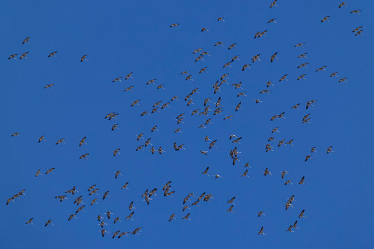 a huge circeling flock of common cranes (grus grus) in the blue sky, found near Ulaanbaatar in Mongolia