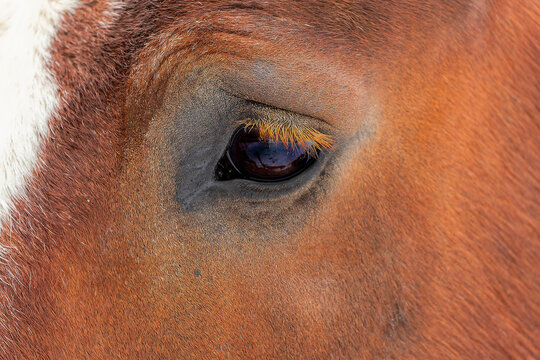 The horse, eye close up, detail
