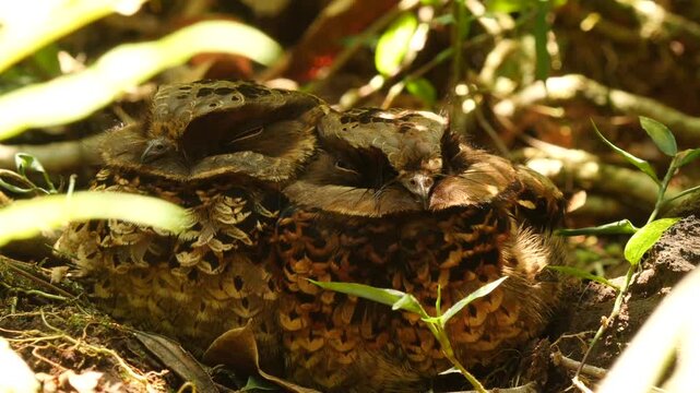 pair of malagasy nightjar hidden in ground vegetation 4     
