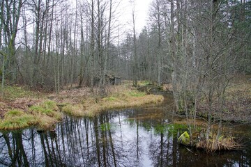 Obraz premium Late autumn forest walks. The river's current and shallows in a pine forest. Reflections and glare of the water. November.
