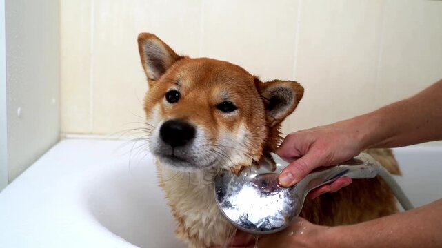 Dog in the shower after a walk
