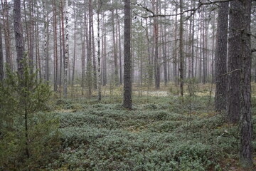 A walk in the forest in late autumn. On the eve of winter. Pine forest, lingonberries and fog, lichens and mosses. An overcast day.