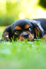 Piesek na trawie © Szymon