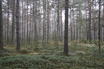 A walk in the forest in late autumn. On the eve of winter. Pine forest, lingonberries and fog, lichens and mosses. An overcast day.
