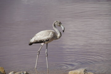 Birds in the wild. Flamingo on a lagoon. Close-up of an adult chick in gray plumage.