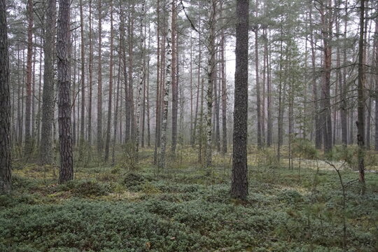 A walk in the forest in late autumn. On the eve of winter. Pine forest, lingonberries and fog, lichens and mosses. An overcast day.