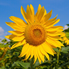Obraz premium Bright Yellow Sunflower Against a Clear Blue Sky