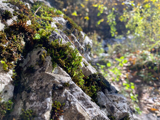 Close-up of moss-covered rocks in sunlit forest setting