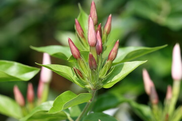 Jasmine flower and leaves isolated on the tree