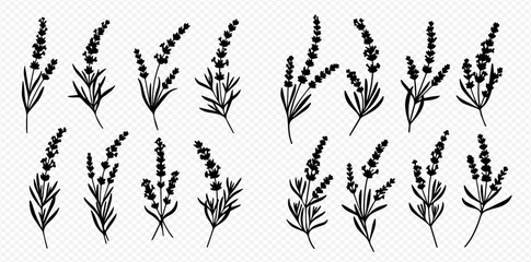 Illustration of lavender sprigs in black and white, showcasing their delicate floral structure and leaf arrangement.