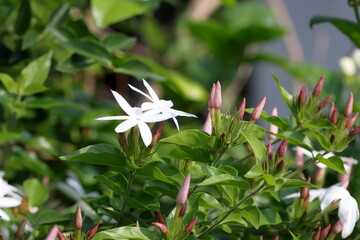 Jasmine flower and leaves isolated on the tree