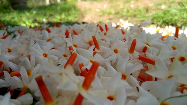 Fallen Night Jasmine Flowers on the Ground with Soft Natural Light. Night Jasmine Morning Flowers Cinematic video.