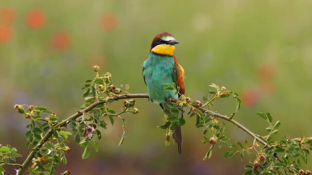 bee-eater resting on branch of rose bush, cleans his plumage  196